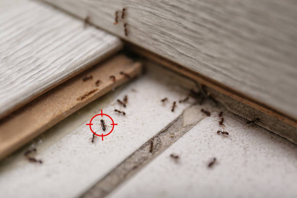 Best Local Pest Control Services  in Forrest City, AR