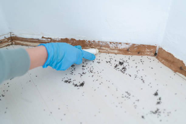 Trusted Forrest City, AR Pest Control Experts